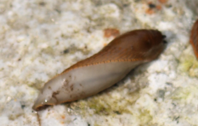 Limax maximus annegato... anzi no!